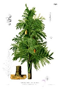 Caryota urens Blanco2.349