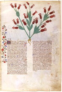 Casanatense 459, f.053r