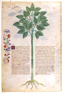 Casanatense 459, f.058v