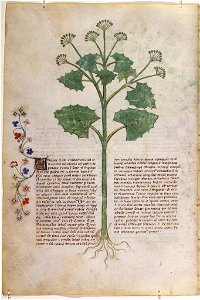 Casanatense 459, f.028v