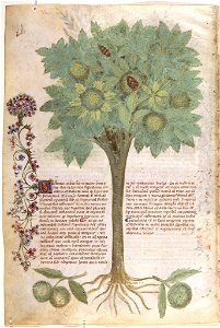 Casanatense 459, f.060v