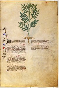 Casanatense 459, f.006r