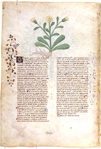 Casanatense 459, f.070v