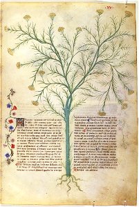 Casanatense 459, f.016r