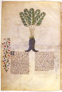 Casanatense 459, f.081v
