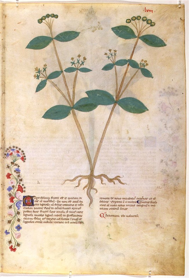 Casanatense 459, f.058r