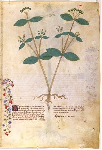Casanatense 459, f.058r