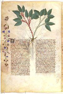 Casanatense 459, f.091v