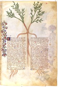 Casanatense 459, f.060r