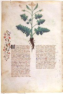 Casanatense 459, f.064v