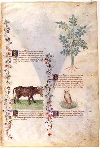Casanatense 459, f.041r