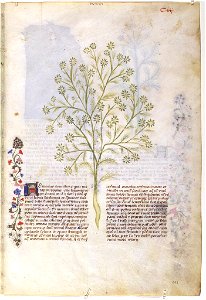 Casanatense 459, f.107r