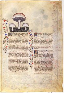 Casanatense 459, f.116r