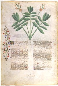 Casanatense 459, f.090v