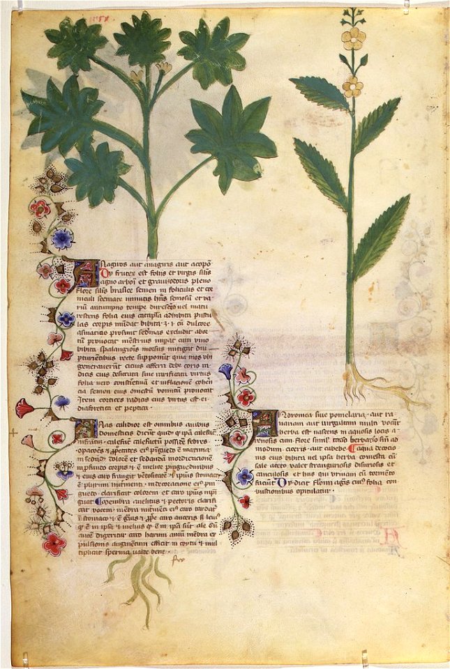 Casanatense 459, f.017v