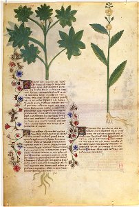 Casanatense 459, f.017v