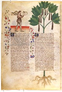 Casanatense 459, f.059v