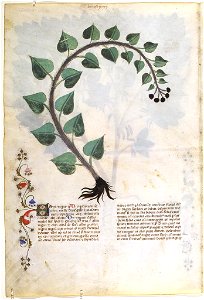 Casanatense 459, f.094v