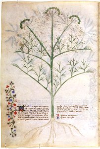 Casanatense 459, f.108v