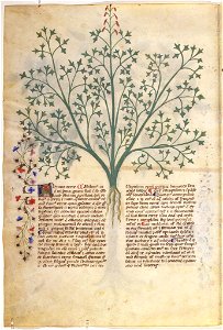 Casanatense 459, f.115v