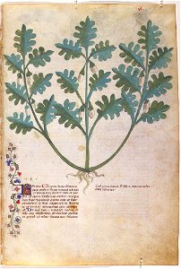 Casanatense 459, f.040r