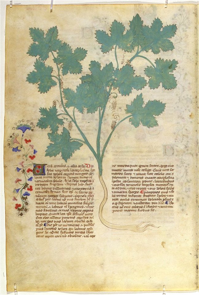 Casanatense 459, f.279v