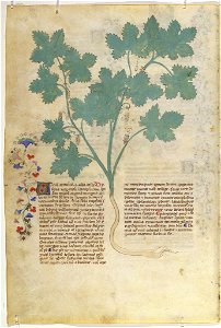Casanatense 459, f.279v