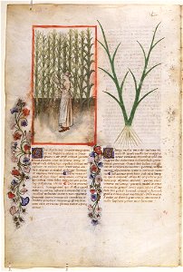 Casanatense 459, f.054v