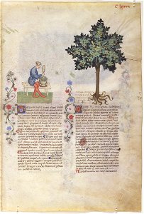 Casanatense 459, f.188r
