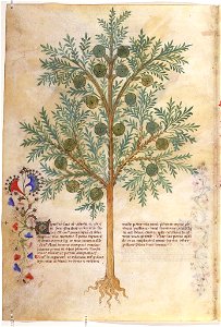 Casanatense 459, f.073v