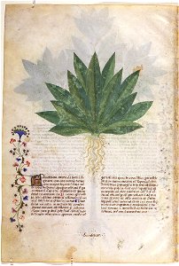 Casanatense 459, f.120v