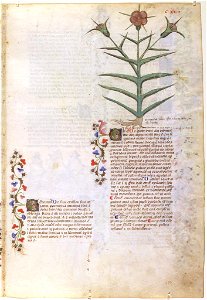 Casanatense 459, f.123r