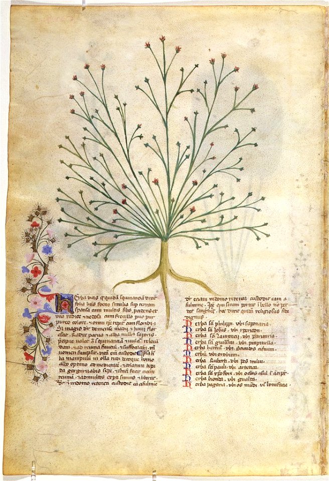 Casanatense 459, f.131v