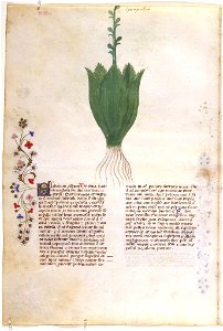 Casanatense 459, f.096v