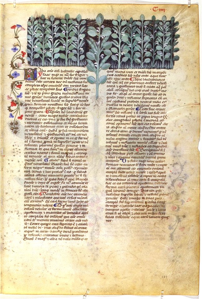 Casanatense 459, f.104r