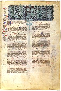 Casanatense 459, f.104r
