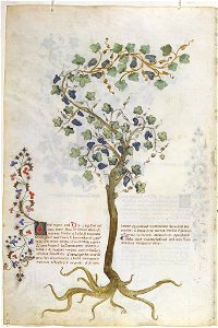 Casanatense 459, f.280v