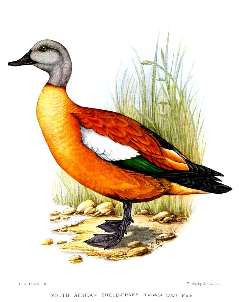 CasarcaCanaDavies