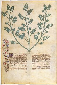 Casanatense 459, f.269v