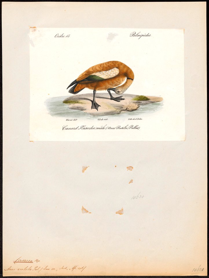 Casarca rutila - 1842-1848 - Print - Iconographia Zoologica - Special Collections University of Amsterdam - UBA01 IZ17600287