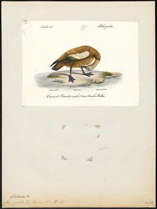 Casarca rutila - 1842-1848 - Print - Iconographia Zoologica - Special Collections University of Amsterdam - UBA01 IZ17600287