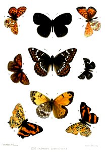 CashmereLepidopteraFord