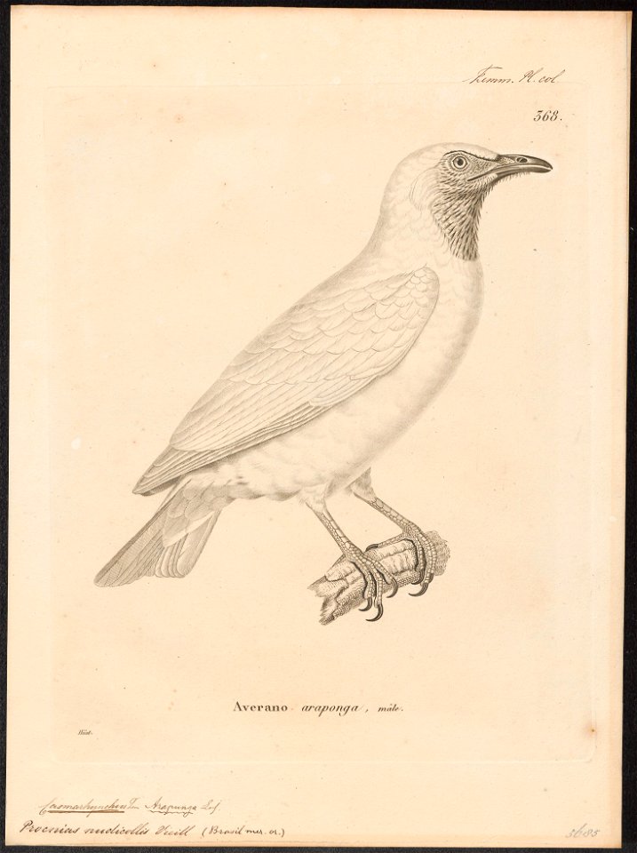 Casmarhynchus nudicollis - 1700-1880 - Print - Iconographia Zoologica - Special Collections University of Amsterdam - UBA01 IZ16600163
