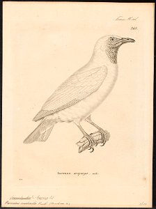 Casmarhynchus nudicollis - 1700-1880 - Print - Iconographia Zoologica - Special Collections University of Amsterdam - UBA01 IZ16600163