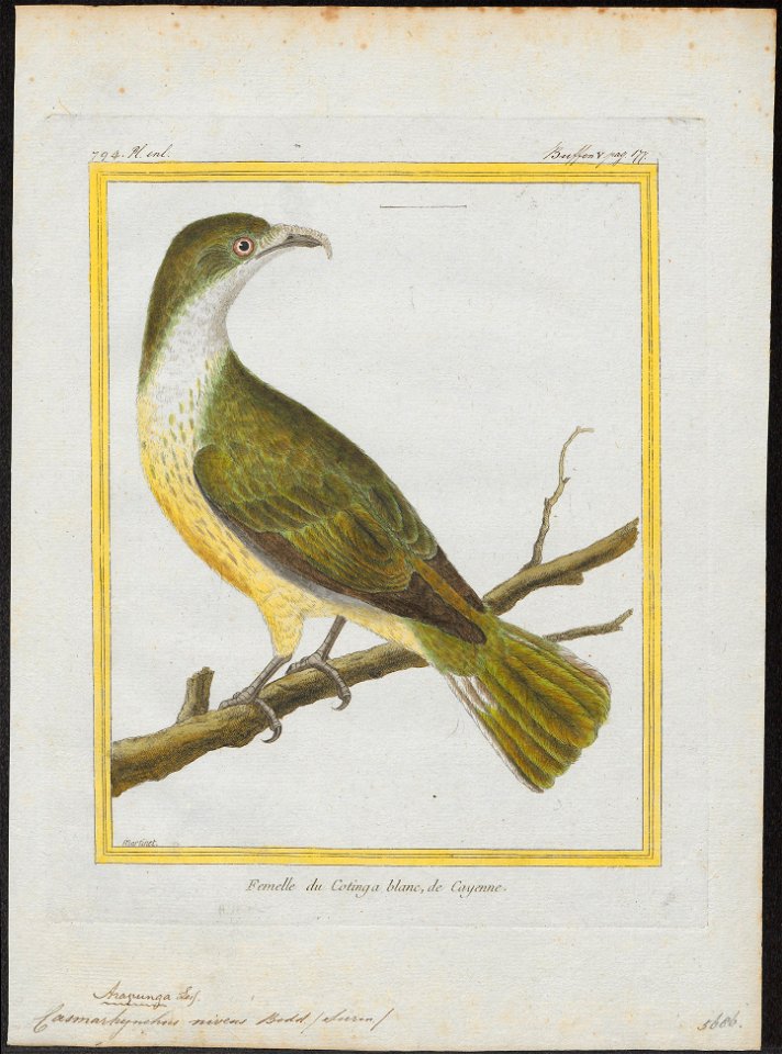 Casmarhynchus niveus - 1700-1880 - Print - Iconographia Zoologica - Special Collections University of Amsterdam - UBA01 IZ16600173