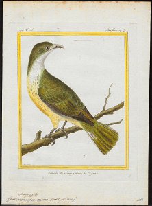 Casmarhynchus niveus - 1700-1880 - Print - Iconographia Zoologica - Special Collections University of Amsterdam - UBA01 IZ16600173