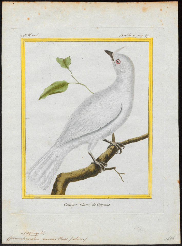 Casmarhynchus niveus - 1700-1880 - Print - Iconographia Zoologica - Special Collections University of Amsterdam - UBA01 IZ16600171