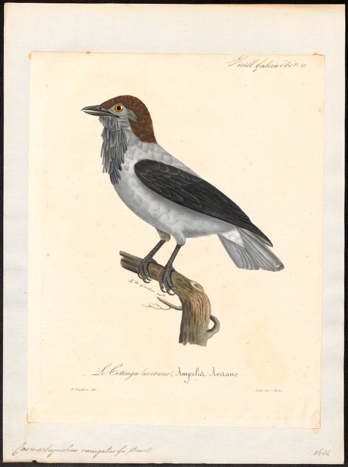 Casmarhynchus variegatus - 1825-1834 - Print - Iconographia Zoologica - Special Collections University of Amsterdam - UBA01 IZ16600153