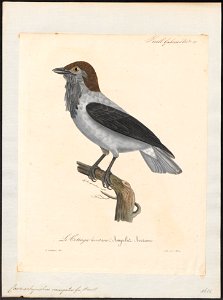 Casmarhynchus variegatus - 1825-1834 - Print - Iconographia Zoologica - Special Collections University of Amsterdam - UBA01 IZ16600153