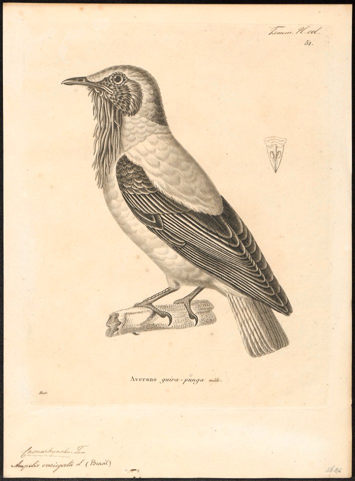 Casmarhynchus variegatus - 1700-1880 - Print - Iconographia Zoologica - Special Collections University of Amsterdam - UBA01 IZ16600157